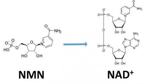 從生物學角度看NMN:為何能延緩衰老和提高免疫力？